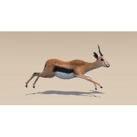3D Gazelle (Fur) Animated model